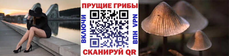 дарнет шоп  Губкинский  Галлюциногенные грибы прущие грибы 